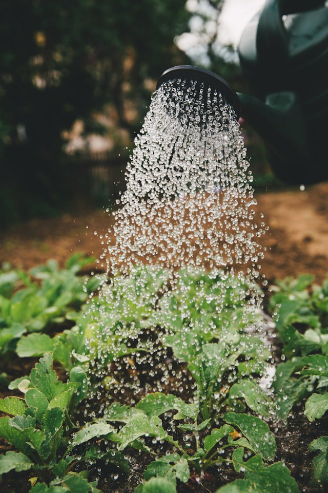 Gieter die water geeft aan jonge plantjes